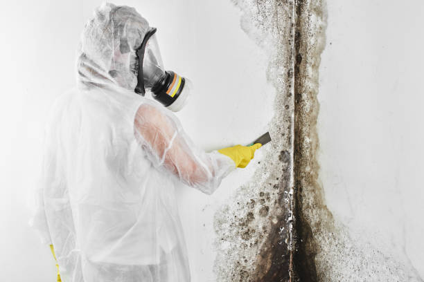 Best Mold Remediation for Schools in Forney, TX