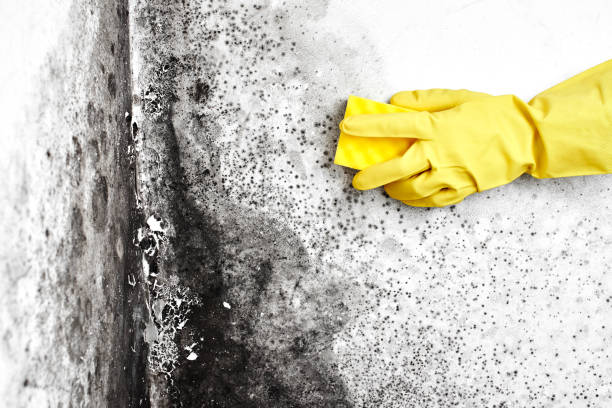 Best Attic Mold Remediation in Forney, TX