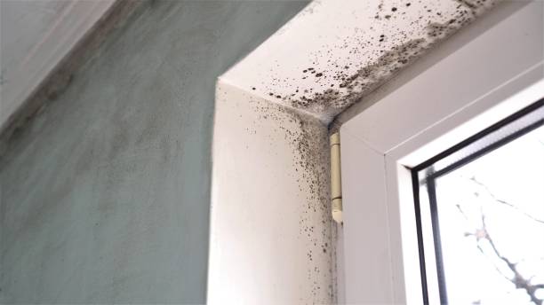 Best Black Mold Remediation in Forney, TX