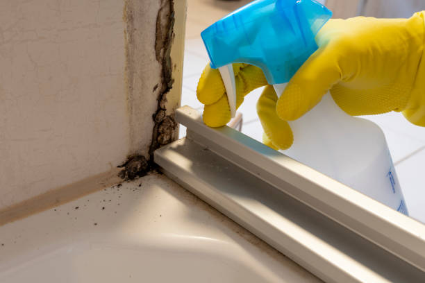 Best Kitchen Mold Remediation in Forney, TX
