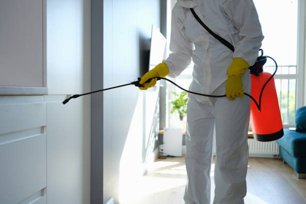Best White Mold Remediation in Forney, TX