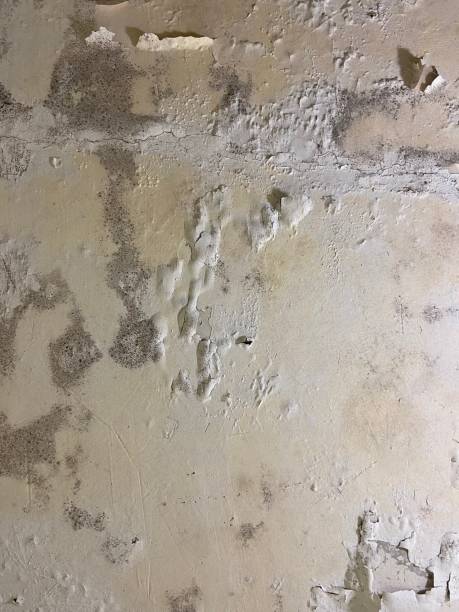 Best Preventive Mold Services in Forney, TX