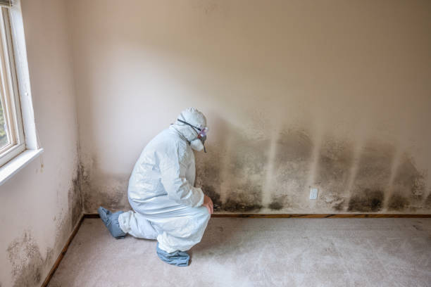 Best Post-Flood Mold Remediation in Forney, TX
