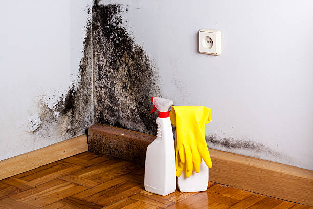  Forney, TX Mold Removal Pros