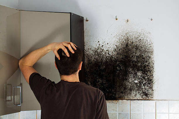Best Industrial Mold Remediation in Forney, TX