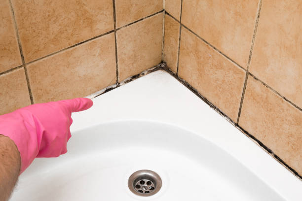 Best Crawl Space Mold Remediation in Forney, TX